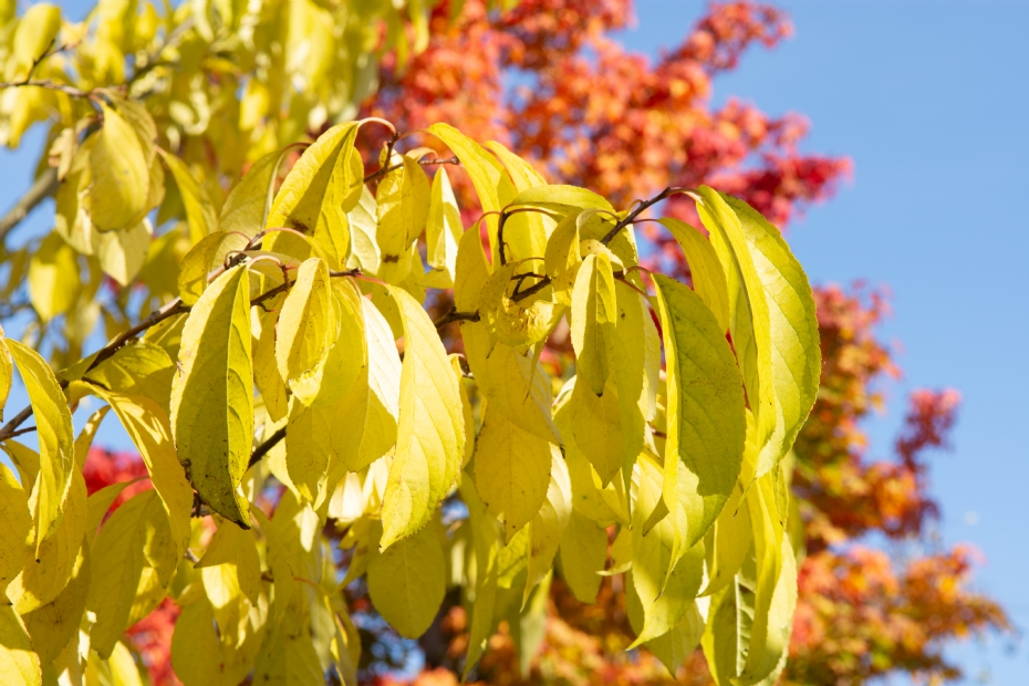 <i>Eucommia ulmoides</i> <i>Eucommia ulmoides</i>