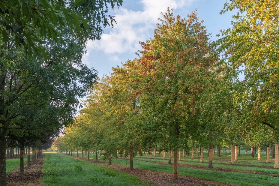 <i>Acer buergerianum</i>