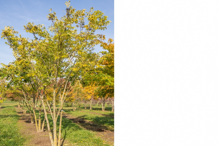 <i>Phellodendron amurense</i>