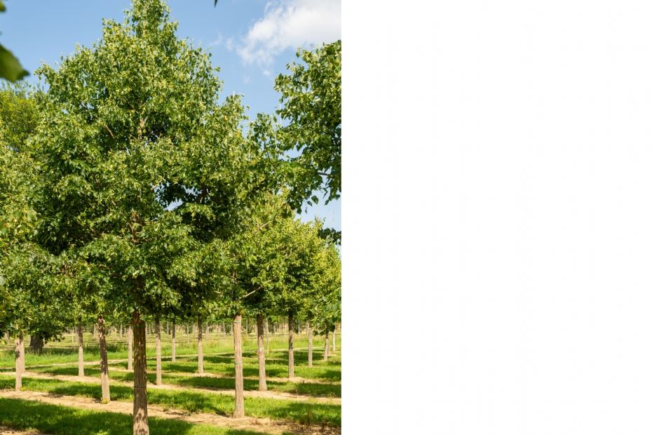 <i>Tilia mongolica</i> 'Buda'