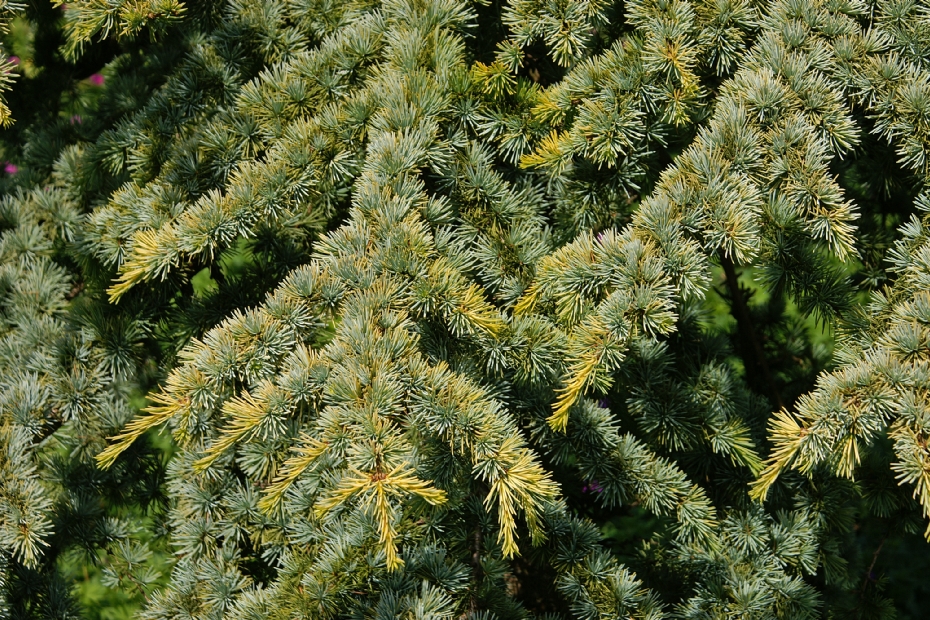 <i>Cedrus atlantica</i> 'Aurea'