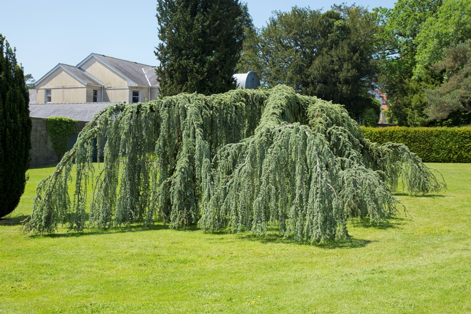 <i>Cedrus atlantica</i> 'Glauca Pendula' <i>Cedrus atlantica</i> 'Glauca Pendula'