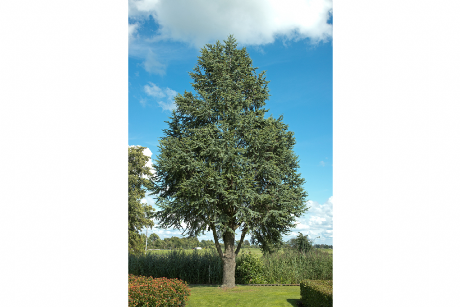 <i>Cedrus libani</i> 'Fastigiata' <i>Cedrus libani</i> 'Fastigiata'