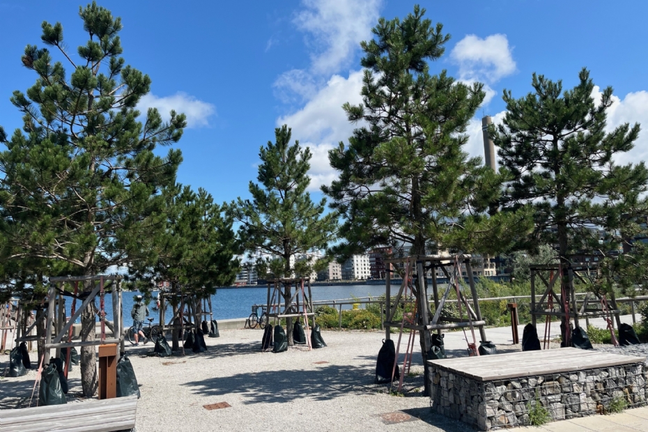 Een groenproject in Malmö met onder meer <i>Pinus nigra</i> Een groenproject in Malmö met onder meer <i>Pinus nigra</i>