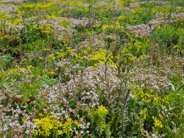 Traditioneel Sedumdak Traditioneel Sedumdak