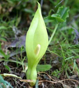 Aronskelk, Arum italicum Aronskelk, Arum italicum