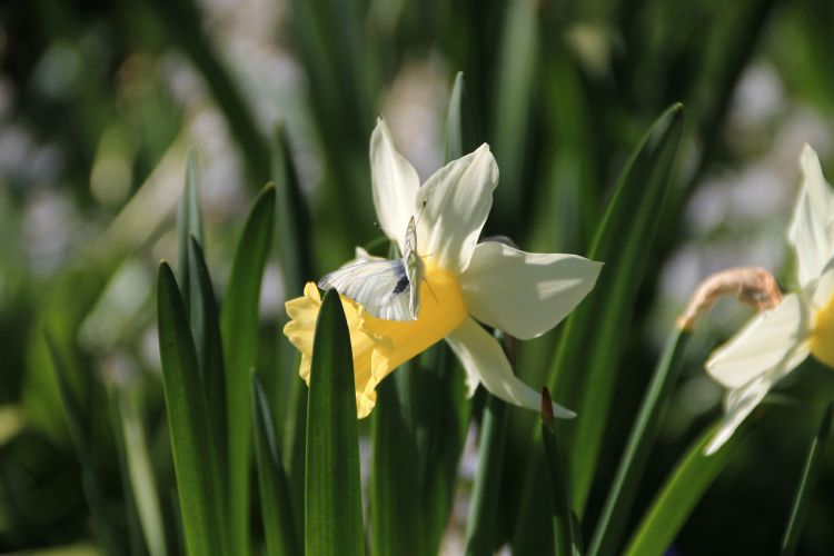 Narcis en vlinder Narcis en vlinder