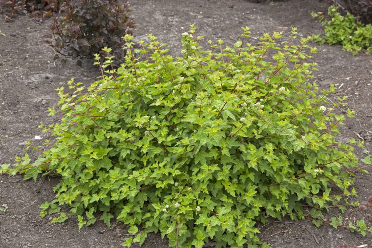 Physocarpus capitatus 'Tilden Park'