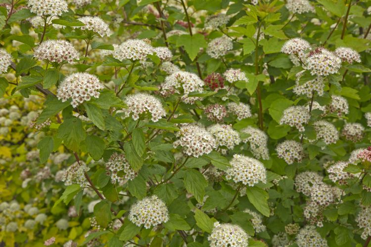 Physocarpus opulifolius 'Krynsii'