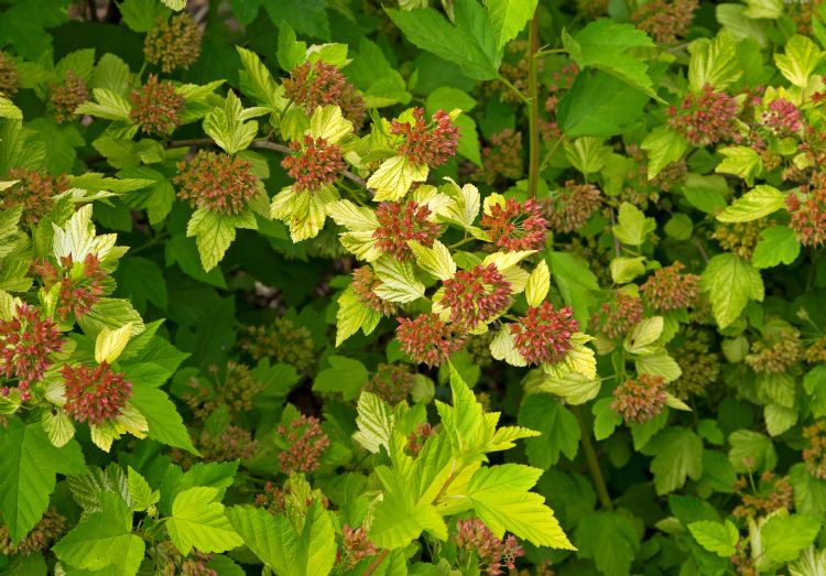 Physocarpus opulifolius 'Luteus'