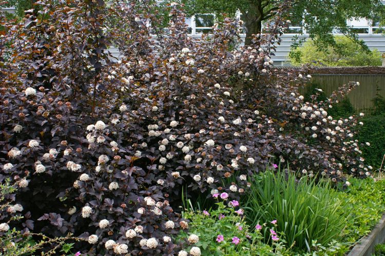 Physocarpus opulifolius 'Diabolo'