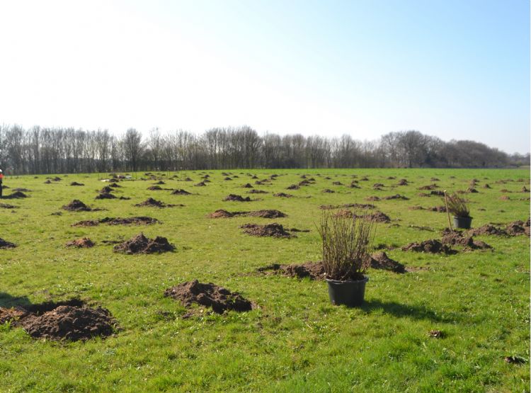 Bomen planten op landbouwgrond is een optie.