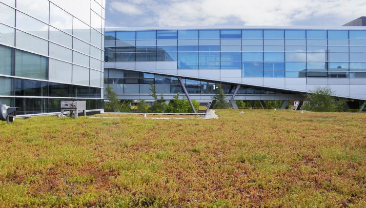 Extensief groendak hogeschool NHL in Leeuwarden, geïnstalleerd met Nophadrain Groendaksystemen Extensief groendak hogeschool NHL in Leeuwarden, geïnstalleerd met Nophadrain Groendaksystemen