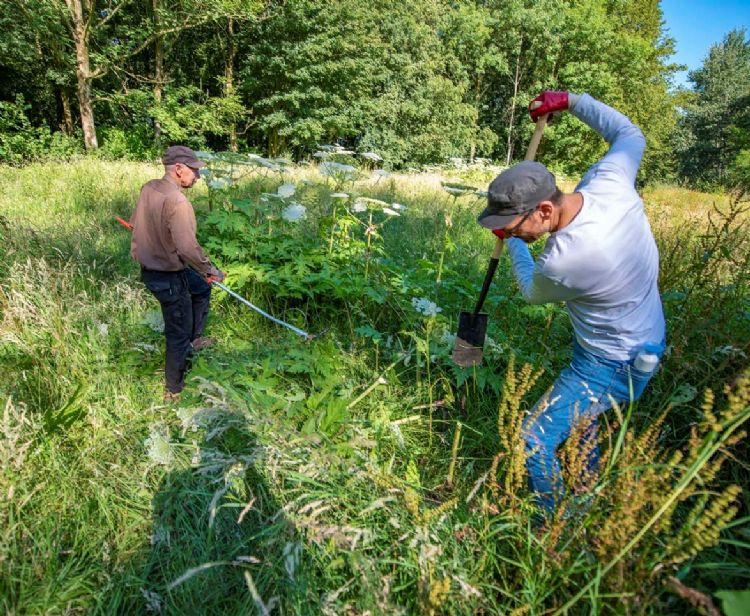 Uitputten is een arbeidsintensieve, maar effectieve bestrijdingsmethode. ©Peter Venema Uitputten is een arbeidsintensieve, maar effectieve bestrijdingsmethode. ©Peter Venema