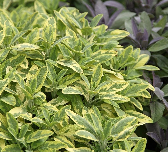 Salvia officinalis 'Icterina'