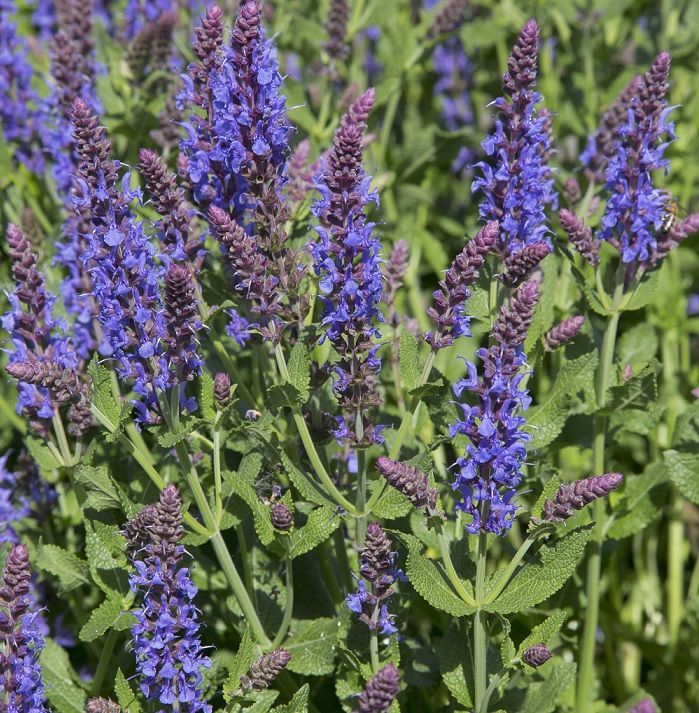 Salvia nemorosa 'Blauhügel'