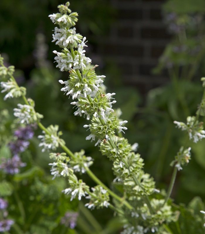 Salvia verticillata 'Alba'