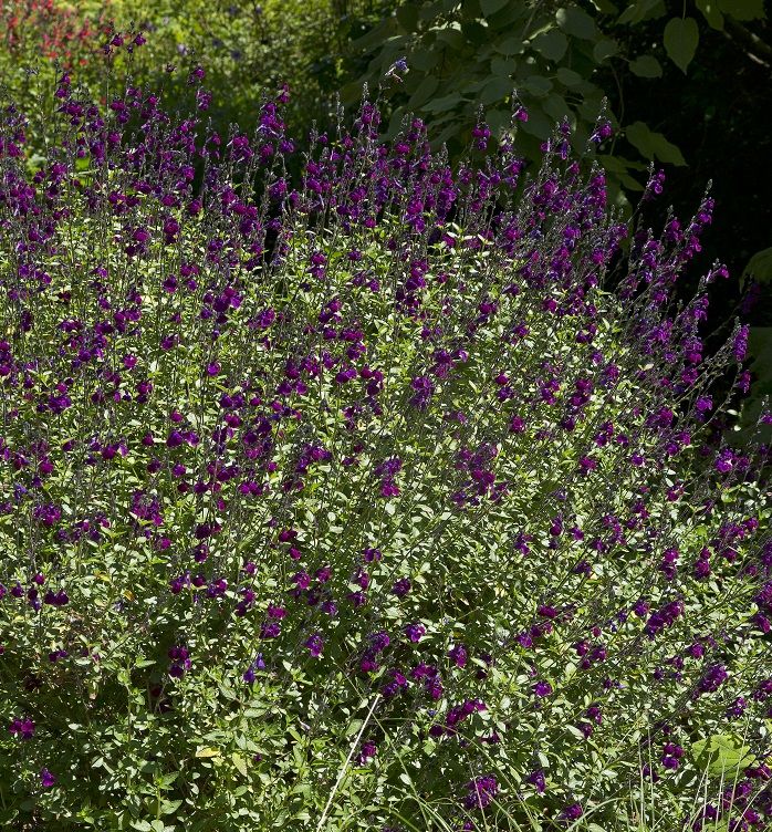 Salvia 'Christine Yeo'