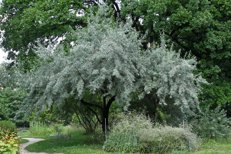 Elaeagnus angustifolia Elaeagnus angustifolia