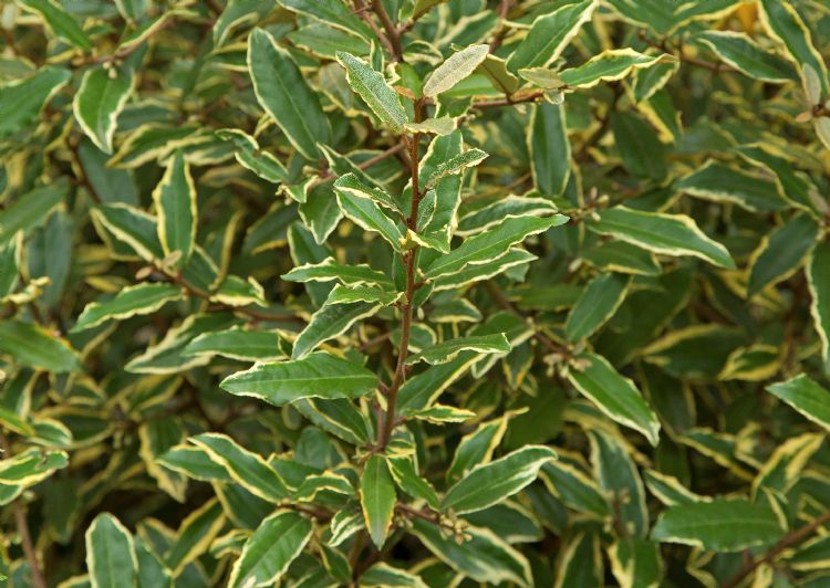 Elaeagnus pungens 'Hosoba-fukurin' Elaeagnus pungens 'Hosoba-fukurin'