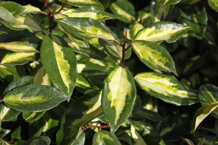 Elaeagnus ebbingei 'Moonlight' Elaeagnus ebbingei 'Moonlight'