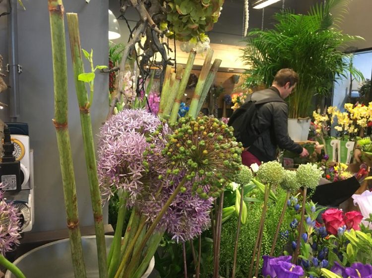 Levende stokken Japanse duizendknoop nog gewoon bij bloemist verkocht en verhandeld via bloemenveilingen. Levende stokken Japanse duizendknoop nog gewoon bij bloemist verkocht en verhandeld via bloemenveilingen.