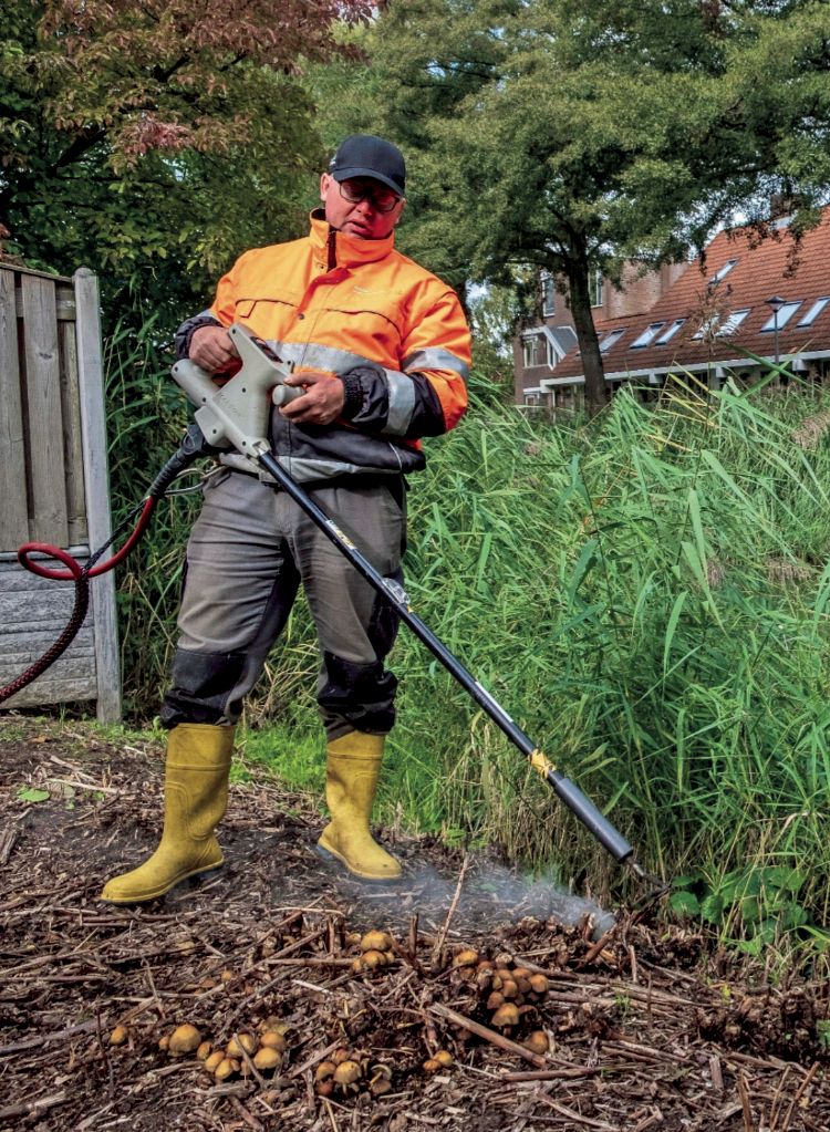 Op de voorgrond een kluit duizendknoopplanten die aan het verrotten is, zichtbaar aan de paddenstoelen die opkomen Op de voorgrond een kluit duizendknoopplanten die aan het verrotten is, zichtbaar aan de paddenstoelen die opkomen
