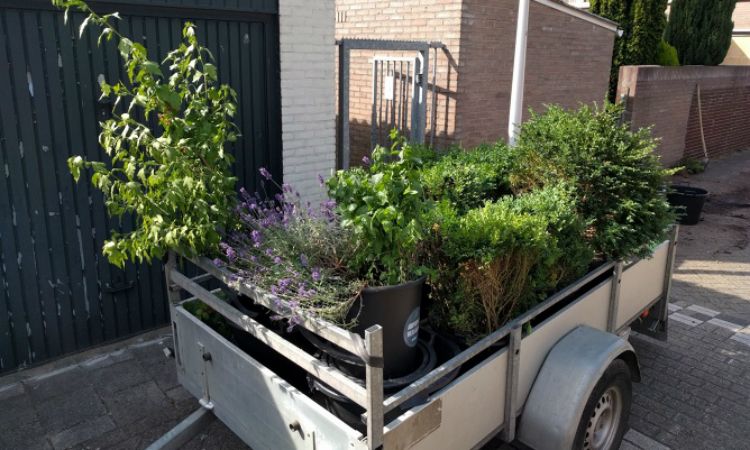 Het 'geroofde' groen wordt elders herplant. Bron: Struikroven Het 'geroofde' groen wordt elders herplant. Bron: Struikroven