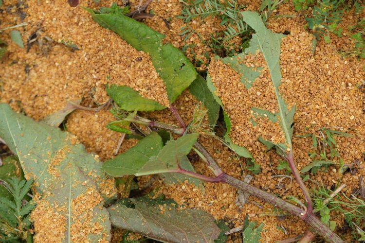 Herbie-korrels voeden bodembacteriën. Herbie-korrels voeden bodembacteriën.