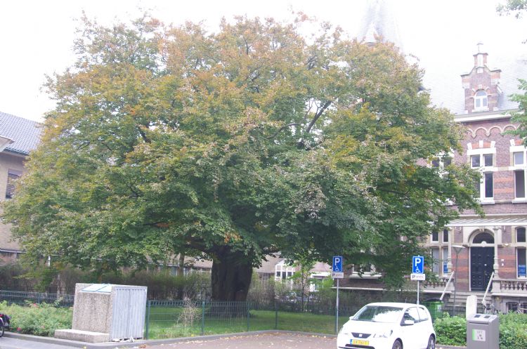 De monumentale rode beuk bij de muziekschool is nipt gered van de bijl. De monumentale rode beuk bij de muziekschool is nipt gered van de bijl.