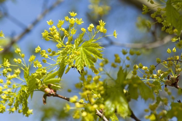 <i>Acer platanoides</i> <i>Acer platanoides</i>