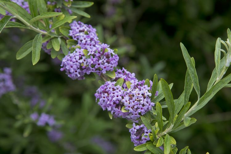 <i>Buddleja alternifolia</i>