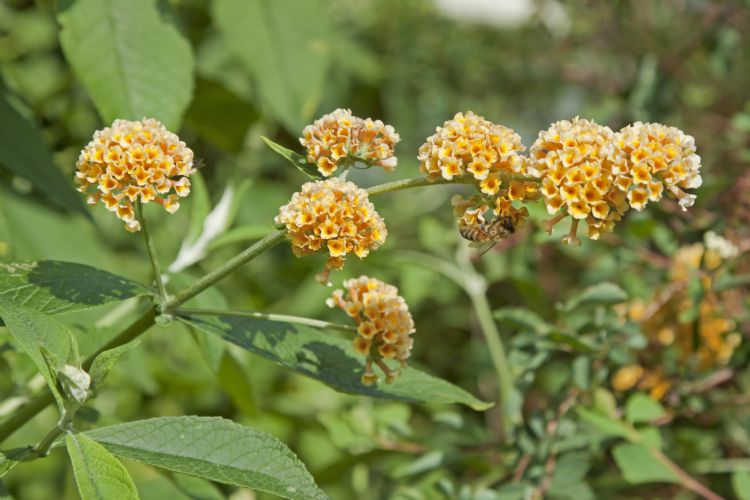 <i>Buddleja weyeriana</i> 'Sungold'