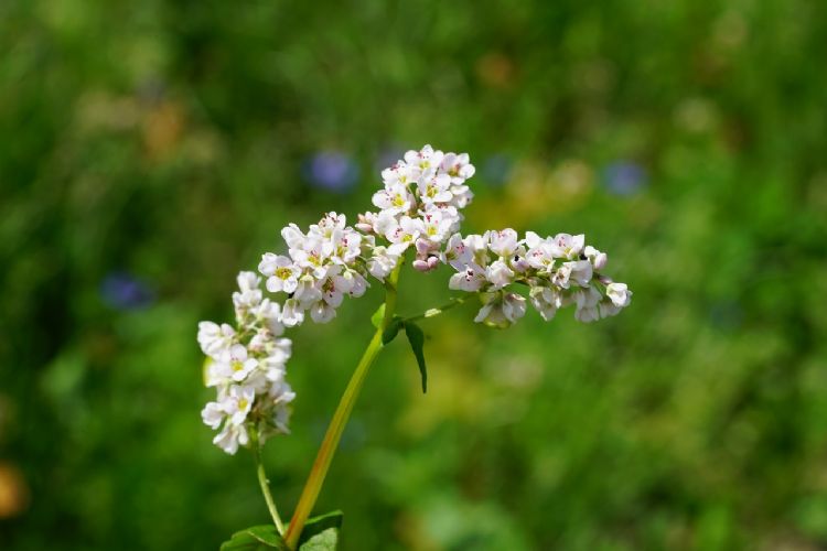 Het exotische boekweit-bloemetje is misschien een fijne waardplant voor bijen en vlinders, maar voegt niets toe aan de biodiversiteit