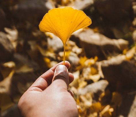 Een vrouwelijk ginko boom kan vreselijk stinken (foto Xiaolong-Wong on Unsplash)
