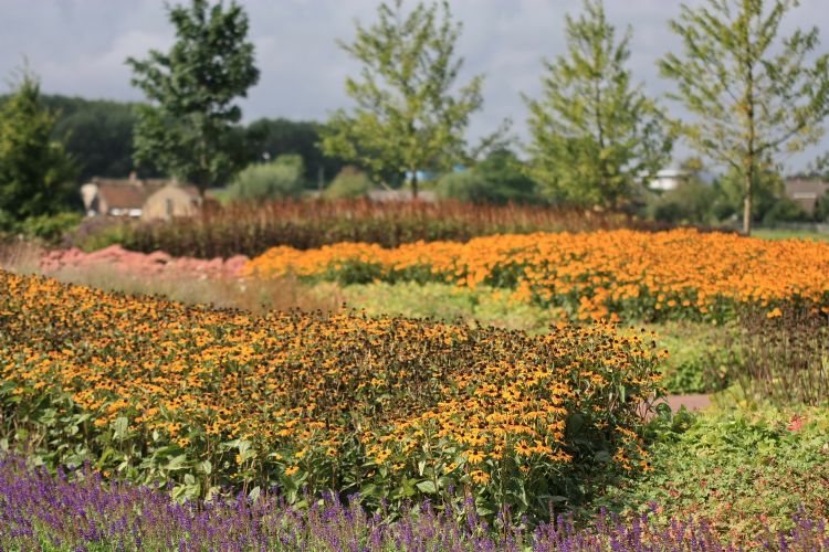 Begraafplaats Lageweg in Ouderkerk aan den IJssel Begraafplaats Lageweg in Ouderkerk aan den IJssel