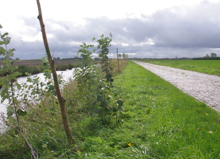 Knotwilgen en natuurvriendelijke oevers in de Willem Adriaanpolder Knotwilgen en natuurvriendelijke oevers in de Willem Adriaanpolder