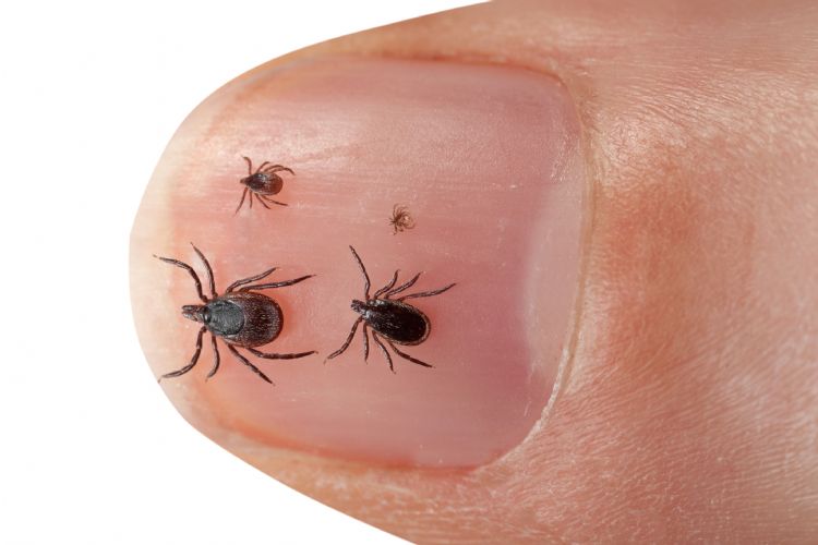 Vrouwtjesteek, mannetjesteek, nimf en larve samen op een duimnagel. Foto: RIVM