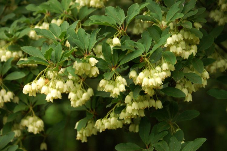 Enkianthus campanulatus 'Albiflorus'