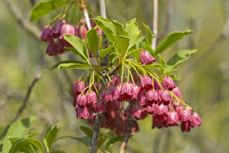 Enkianthus campanulatus 'Miyama-beni'