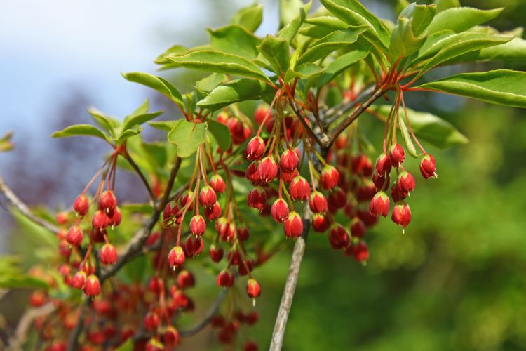 Enkianthus cernuus f. rubens