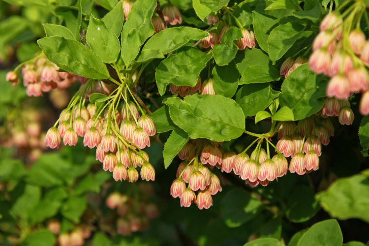 Enkianthus campanulatus 'Venus'