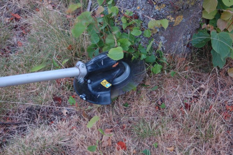 Ideaal om het jonge stamlot te verwijderen Ideaal om het jonge stamlot te verwijderen