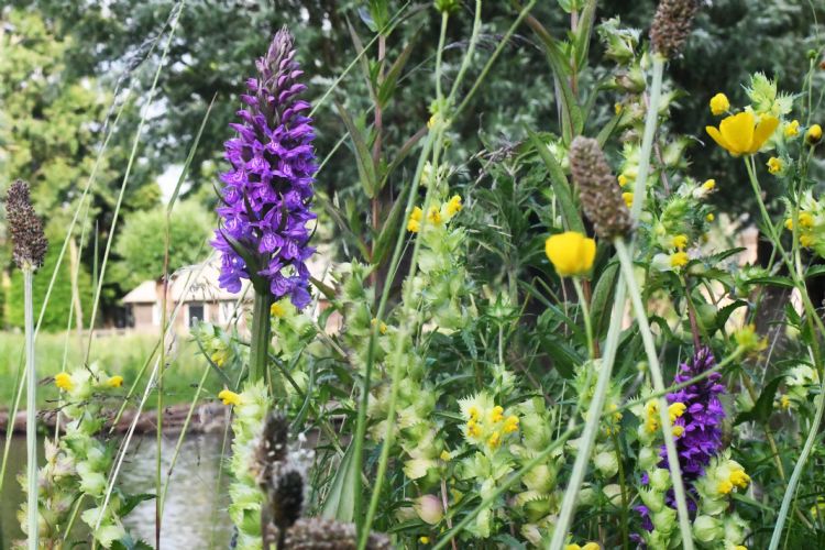 Langs de Bloemendaalseweg, een voor scholieren belangrijke fietsroute waar auto’s taboe zijn, staan ze overal Langs de Bloemendaalseweg, een voor scholieren belangrijke fietsroute waar auto’s taboe zijn, staan ze overal