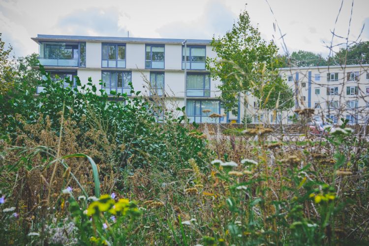 Soortenrijke, weelderige berm in de Arnhemse wijk Presikhaaf Soortenrijke, weelderige berm in de Arnhemse wijk Presikhaaf