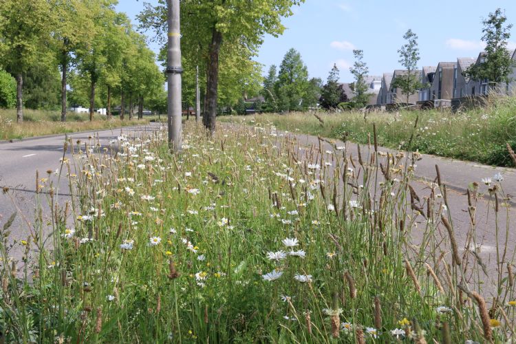 Een toepassing uit het Staygreen-pakket met soorten die jaarrond groen blijven. Een toepassing uit het Staygreen-pakket met soorten die jaarrond groen blijven.