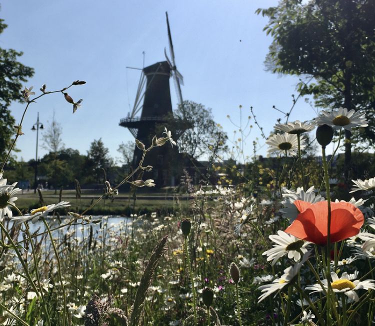 Singelpark Leiden. Foto: Hannie Korthof. Singelpark Leiden. Foto: Hannie Korthof.