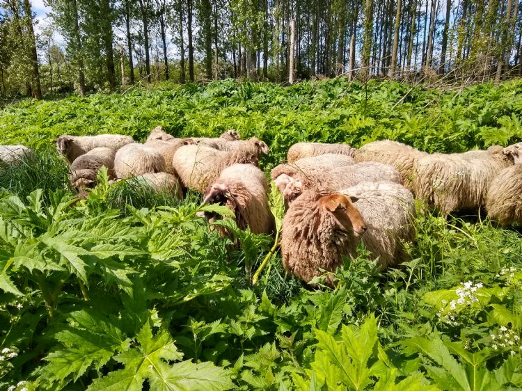 Naast heet water experimenteerde Leeuwarden met afsteken en het inzetten van grazers, zoals schapen en varkens. Naast heet water experimenteerde Leeuwarden met afsteken en het inzetten van grazers, zoals schapen en varkens.