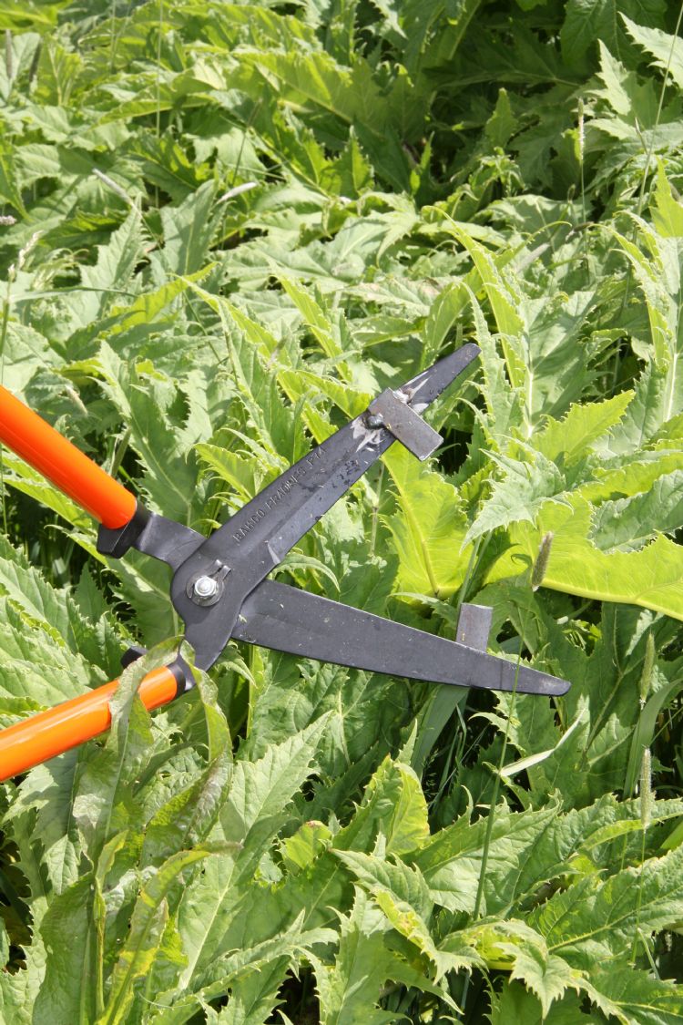 De reuzenberenklauwschaar. Op elk mes werd een extra stukje metaal gelast. Zo kan de steel als het ware vastgeklemd worden. De reuzenberenklauwschaar. Op elk mes werd een extra stukje metaal gelast. Zo kan de steel als het ware vastgeklemd worden.