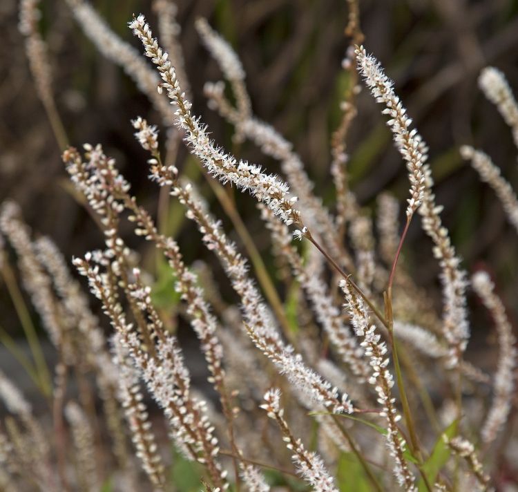 Persicaria amplexicaulis 'White Eastfield